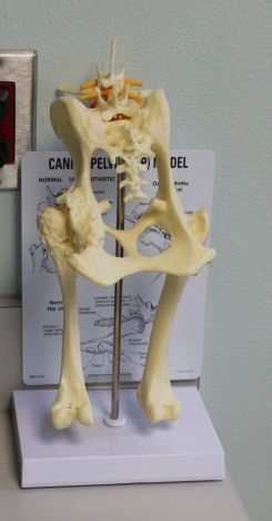 Seeing how a dog's anatomy works helps demystify the proposed surgery.