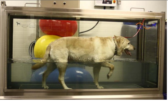 Doggie walking on an underwater treadmill during rehabilitation. The water buoys up the dog and provides gentle resistance, which is therapeutic. 
