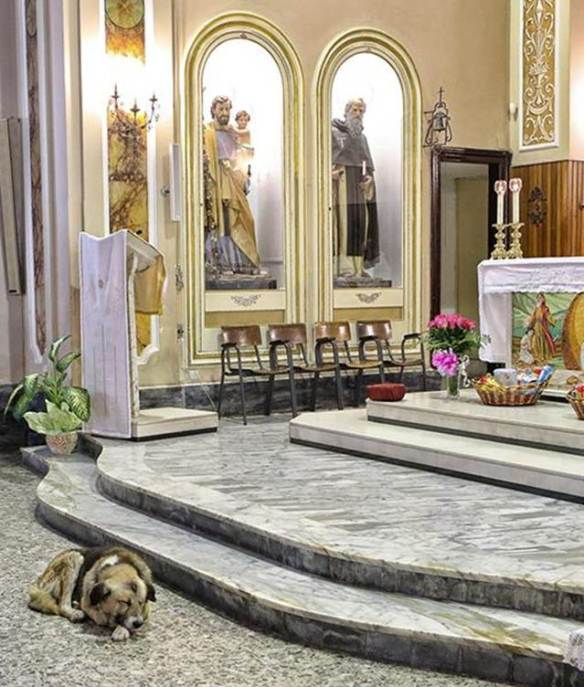 Tommy the dog -- a friend forever. From: http://www.pawnation.com/a/2013/01/16/italy-dog-frequent-churchgoer-since-owner-died/1