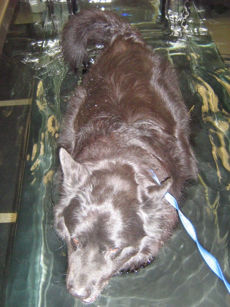 Aqua Dog! Luna tries out the underwater treadmill. The water buoys her and also provides resistance so that she gets a work-out while walking.