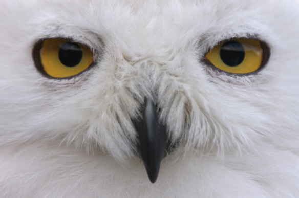 "To be alive is to be a living soul. An animal - and we are all animals - is an embodied soul." The Lives of Animals by J.M. Coetzee  http://www.dpreview.com/galleries/8717673112/photos/2257401/owl-eyes