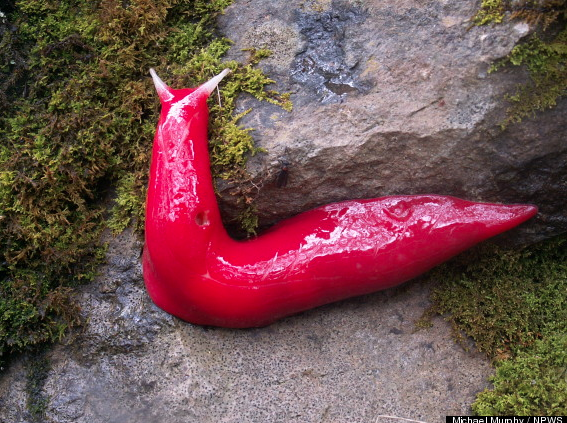 The pink slugs, found only on a mountain in Australia,  are "relics" of a time when Australia was joined to much of the world as part of a vast supercontinent known as Gondwana, or Gondwanaland. (The past lives on in the present. Look for it.) 