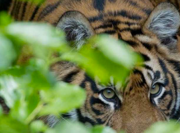 Sumatran tiger from http://www.businessinsider.com/indonesian-men-trapped-in-tree-by-tigers-2013-7