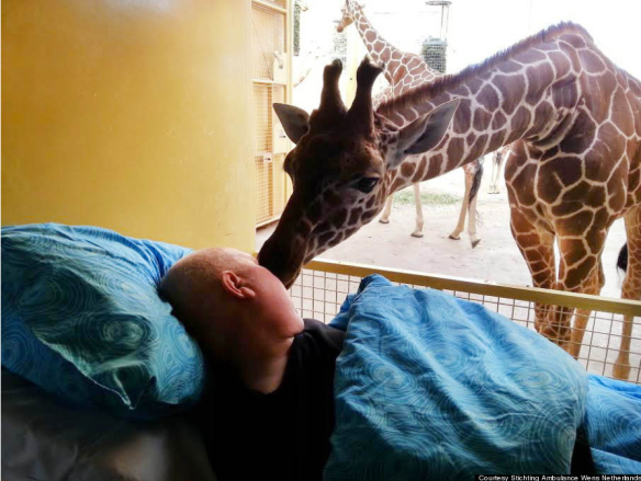 Thank you, giraffe, for your abiding kindness shown to this dying man. 