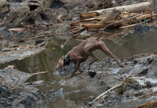 On the job -- tracking scents undetectable to humans. Dogs were key to Oso Landslide rescue efforts.