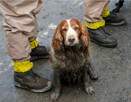 Returning from the search, a four-legged rescue worker.