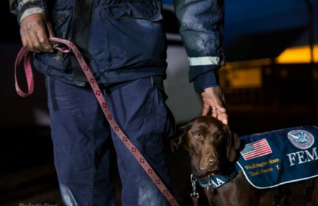 FEMA search dog onsite to help find victims of the Oso, WA Landslide.